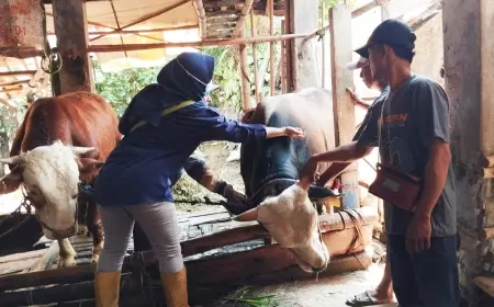Penyakit LSD Intai Ternak,  Kepala Puskeswan Kencong  Jember Berbagi Tips