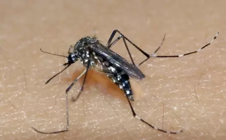 Tekan DBD, Dinkes Kota Batu Lakukan Penyelidikan Epidemiologi