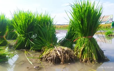 Kenapa Petani Bondowoso Terima Bantuan Benih Padi Inpari 32, Ternyata Ini Kelebihannya