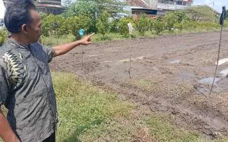 Mimpi Kades Di Jombang Ciptakan Kebun Buah Wadah Edukasi Anak - Anak