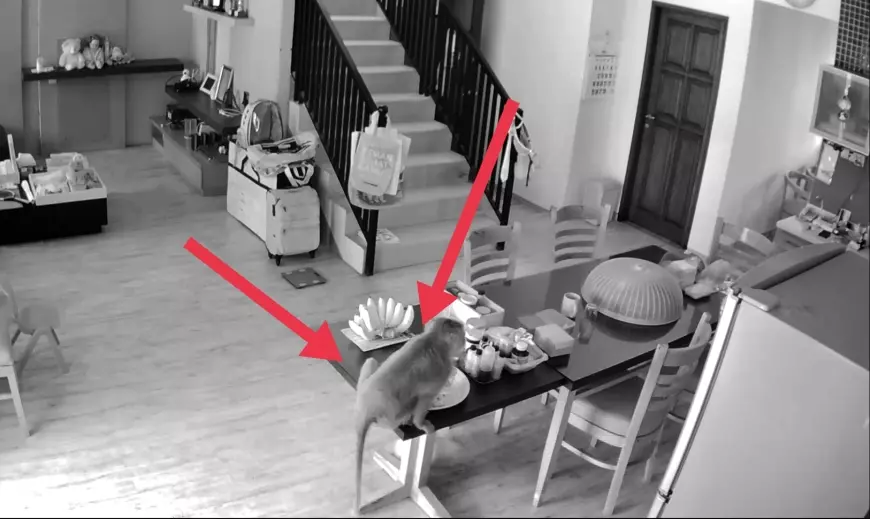 Video Monyet Obrak Abrik Rumah Mewah Terekam CCTV, Warga Resah