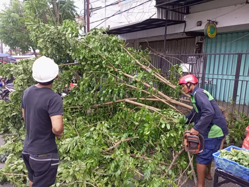 BPBD Kota Malang Catat, Ada 11 Titik Pohon Tumbang Akibat Angin Kencang