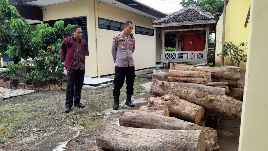 Polsek Klabang Bondowoso Amankan 81 Gelondong Kayu Jati, Diduga Hasil Ilegal Logging