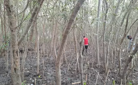 Guna Hijaukan Surabaya, Wisma Jerman Luncurkan Program "1.000 Trees Campaign"