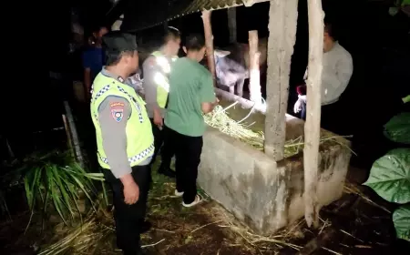 Apes, Hewan Peliharaan Sapi Warga Blitar Raib Digondol Maling Jelang Lebaran