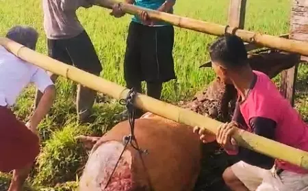Maling Mutilasi Sapi Diduga Kesulitan Bawa Jarahan
