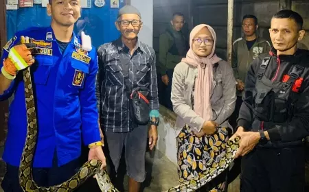 Damkar Bondowoso Amankan Ular Piton di Halaman Rumah Warga