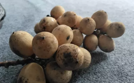 Petani Langsat di Jember Keluhkan Harga Anjlok Saat Lebaran