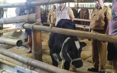 Selain Pertanian, Sektor Peternakan Potensial Jadi Ladang Bisnis di Bondowoso