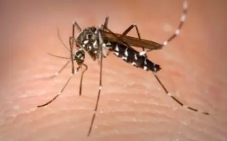 Puluhan Orang di Banyuwangi Positif Chikungunya, Warga Diimbau Waspada
