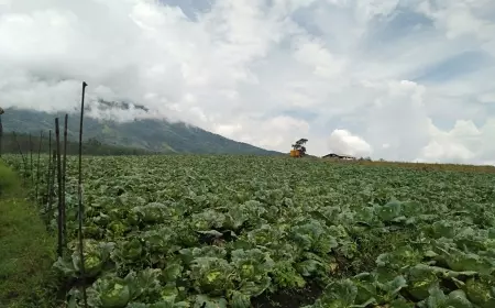 Unik, Wisatawan Ke Batu Untuk Berburu Sayuran