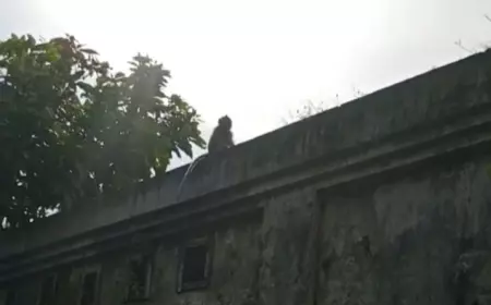 Kawanan Monyet Bikin Rusuh di Jombang, Satu Ekor Diamankan Sisanya dalam Pengejaran