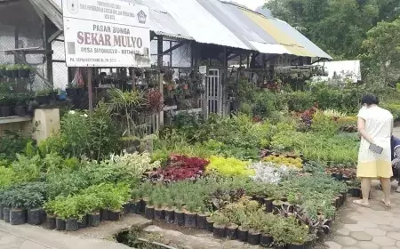 Tanaman Hias Sepi Peminat, Harga Tetap Bertahan