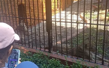 Kebun Binatang Surabaya Rayakan Ulang Tahun Perdana Dona dan Bima, Anakan Singa Afrika Asli Surabaya