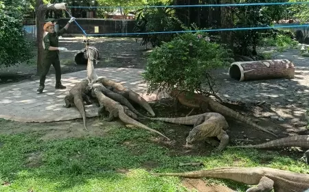 Melihat Sekaligus Belajar, Momen Keseruan Feeding Time Komodo di Kebun Binatang Surabaya