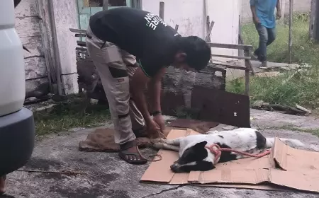 Seekor Anjing di Bojonegoro Jaga Tubuh Majikannya Yang Tak Bernyawa