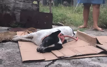 Anjing Penjaga Jasad Majikan di Bojonegoro, Mati Seusai Diamankan