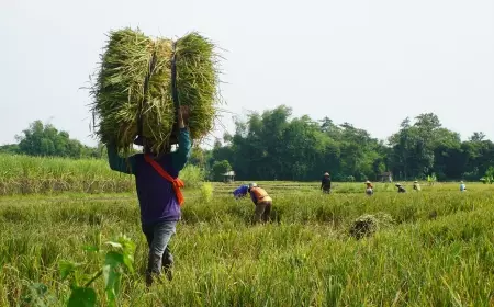 Melalui Program DITO, Produktivitas Padi di Kabupaten Kediri Terus Merangkak Naik