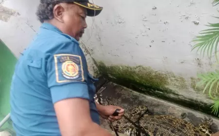 Seekor Buaya Muara Peliharaan Warga Kediri Diamankan BBKSDA Jatim
