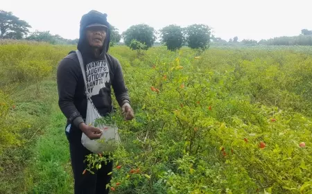 Harga Cabai Anjlok, Petani di Kediri Tak Mau Pakai Jasa Buruh Panen