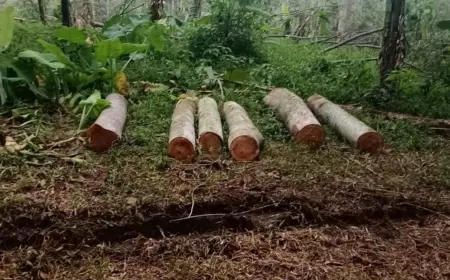 Perhutani KPH Jombang Diduga Kehilangan Kayu Sengon Puluhan Batang