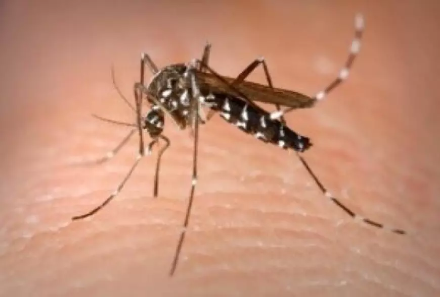Puluhan Orang di Banyuwangi Positif Chikungunya, Warga Diimbau Waspada
