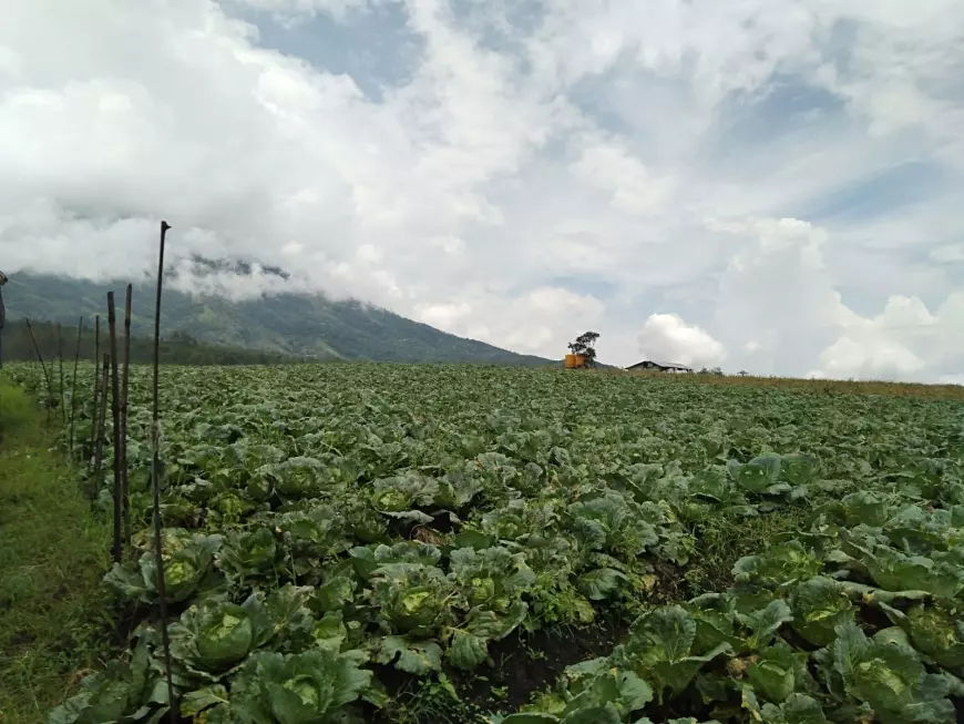 Unik, Wisatawan Ke Batu Untuk Berburu Sayuran