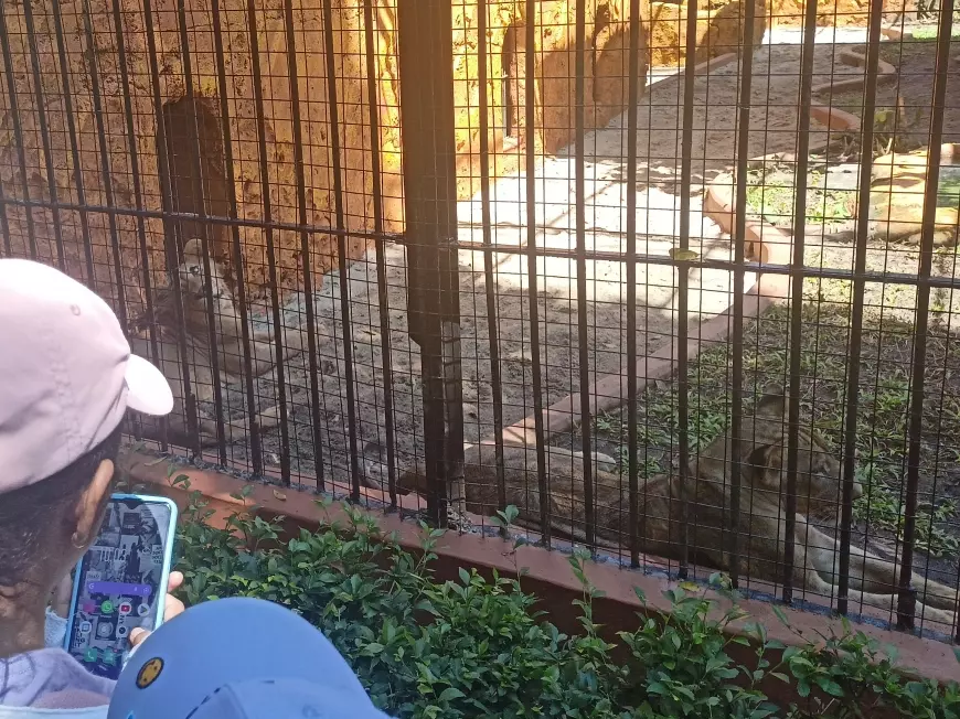Kebun Binatang Surabaya Rayakan Ulang Tahun Perdana Dona dan Bima, Anakan Singa Afrika Asli Surabaya