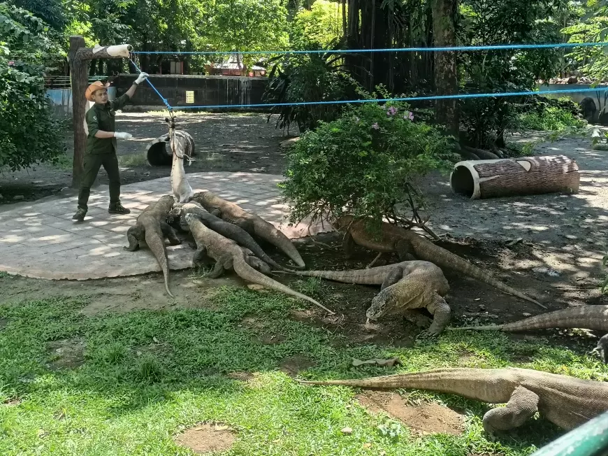 Melihat Sekaligus Belajar, Momen Keseruan Feeding Time Komodo di Kebun Binatang Surabaya