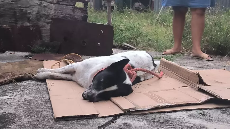 Anjing Penjaga Jasad Majikan di Bojonegoro, Mati Seusai Diamankan