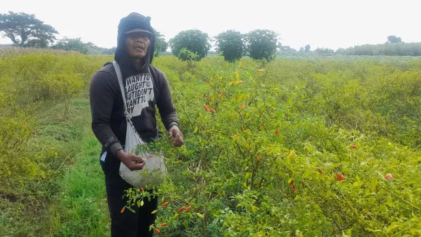 Harga Cabai Anjlok, Petani di Kediri Tak Mau Pakai Jasa Buruh Panen