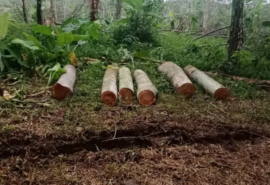 Perhutani KPH Jombang Diduga Kehilangan Kayu Sengon Puluhan Batang