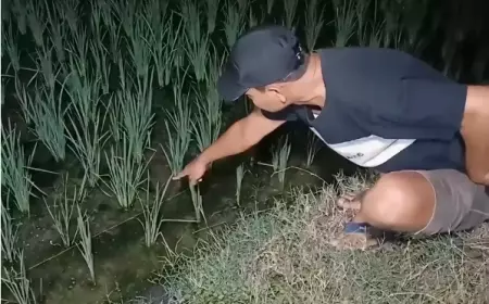 Seorang Petani Tewas Tersengat Jebakan Tikus di Ngawi