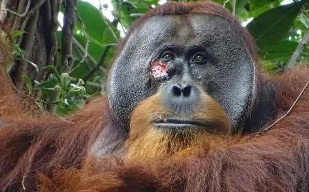 Seekor Orangutan Obati Dirinya Sendiri Dengan Tanaman Akar Kuning