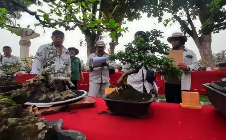 Ratusan Bonsai Ikut Pameran dan Kontes Nasional Pertama di Kediri