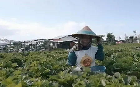 Harga Beberapa Jenis Sayur Kota Batu Terus Beranjak Naik
