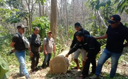 Polres Malang Ringkus Pelaku Pencurian Kayu Jati