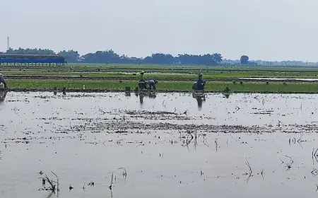 Jelang Kemarau 2024 Ketersediaan Air Lahan Pertanian Lamongan Dipastikan Mencukupi