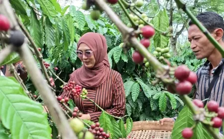 Kades Bangelan Malang Optimis Wujudkan Kebun Kopi Heritage Dunia