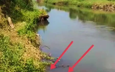 Viral di Sosmed, Buaya Muara Kembali Muncul di Sungai Kencong, PU Bina Marga SDA Lapor Provinsi