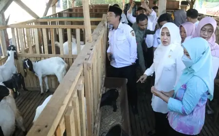 Bupati Ikfina Beri Bantuan 166 Ekor Kambing Tunjang Produktivitas dan Kesejahteraan Poktan