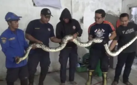 Ular Sanca Kembang Berhasil Dijinakkan Meski Sempat Serang Petugas Damkar di Jombang