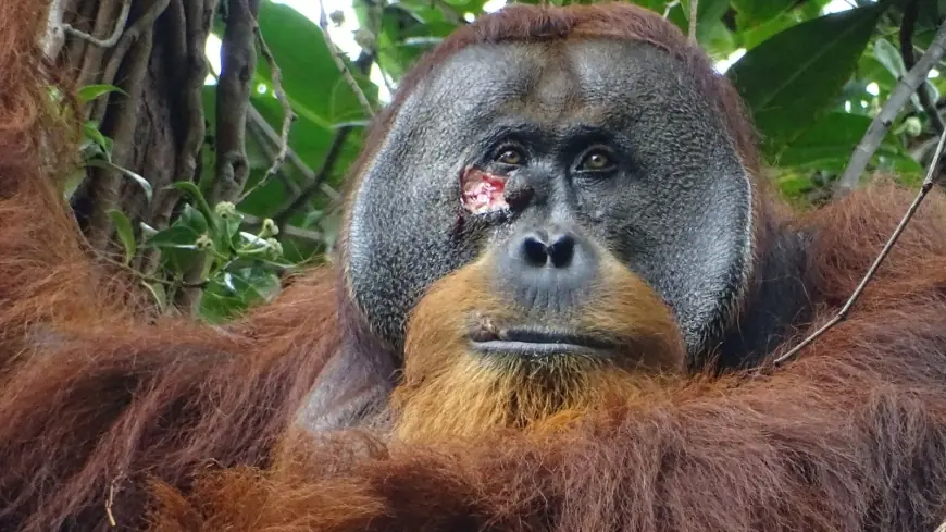 Seekor Orangutan Obati Dirinya Sendiri Dengan Tanaman Akar Kuning