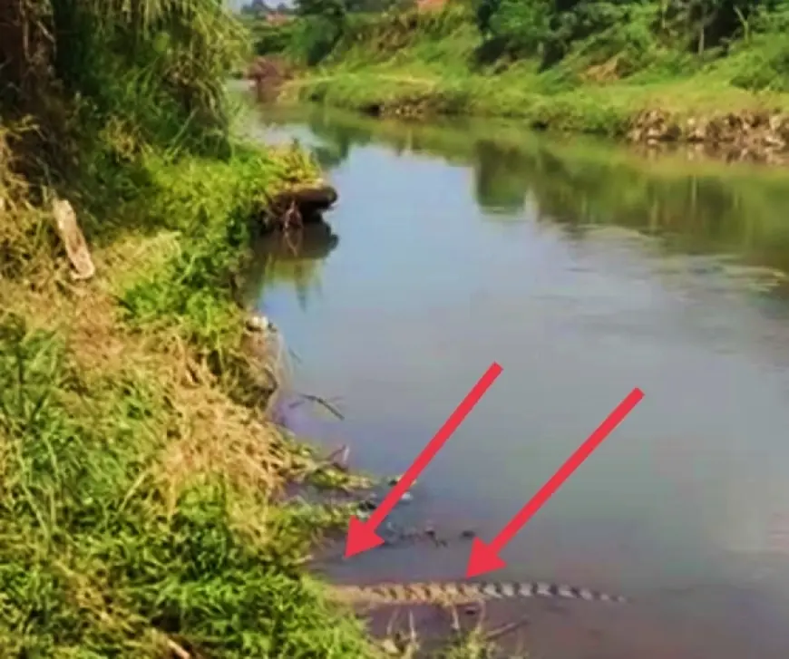 Viral di Sosmed, Buaya Muara Kembali Muncul di Sungai Kencong, PU Bina Marga SDA Lapor Provinsi