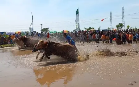 Obati Kangen, Karapan Sapi Brujul Dandim 0820 Cup Berlangsung Meriah