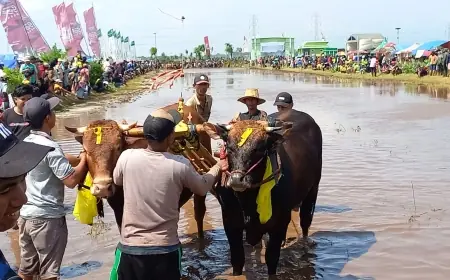 Kerapan Sapi Brujul Probolinggo, Bermula dari Kebiasaan Petani Sebelum Tanam Padi