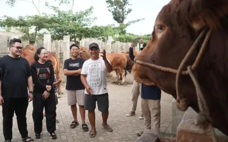 Mas Dhito Bareng Mbak Cicha Beli Empat Ekor Sapi Jumbo untuk Kurban