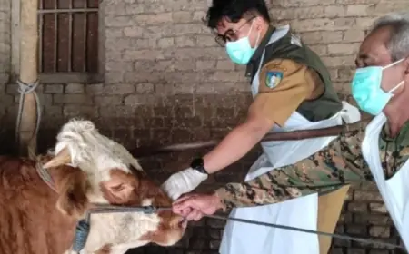 Puluhan Sapi Mati Mendadak Bikin Resah Warga Kediri