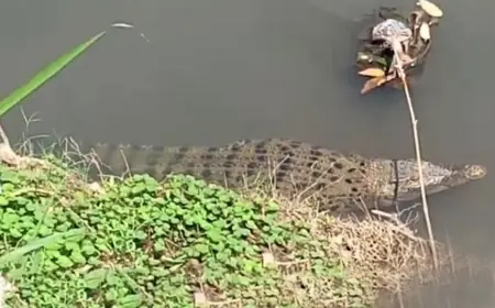 Waspada! Buaya Muara di Aliran Sungai Santer Kencong Lebih dari Satu Ekor