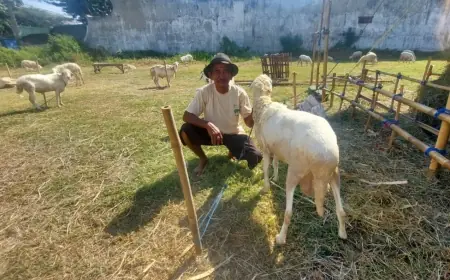 Mulai Bermunculan, Pedagang Kambing di Probolinggo Berharap Berkah Idul Adha